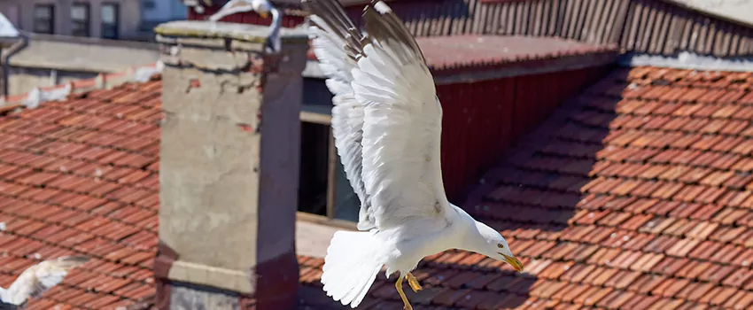 Residential Chimney Animal Removal Solution in New City, NY