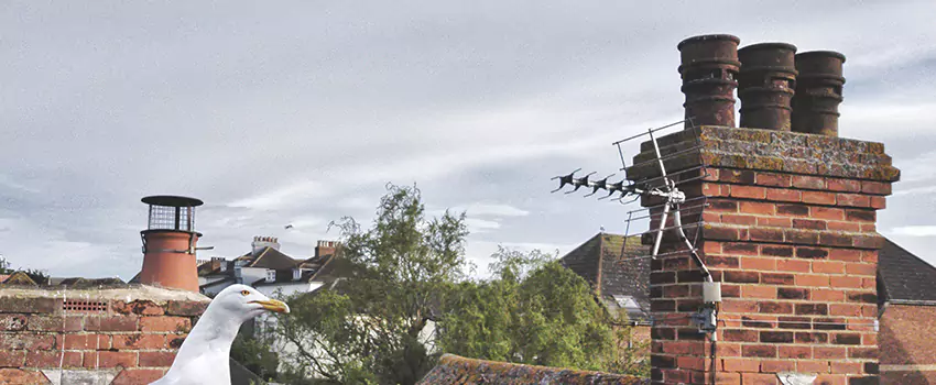 Chimney Cleaning And Restoration in New City, New York